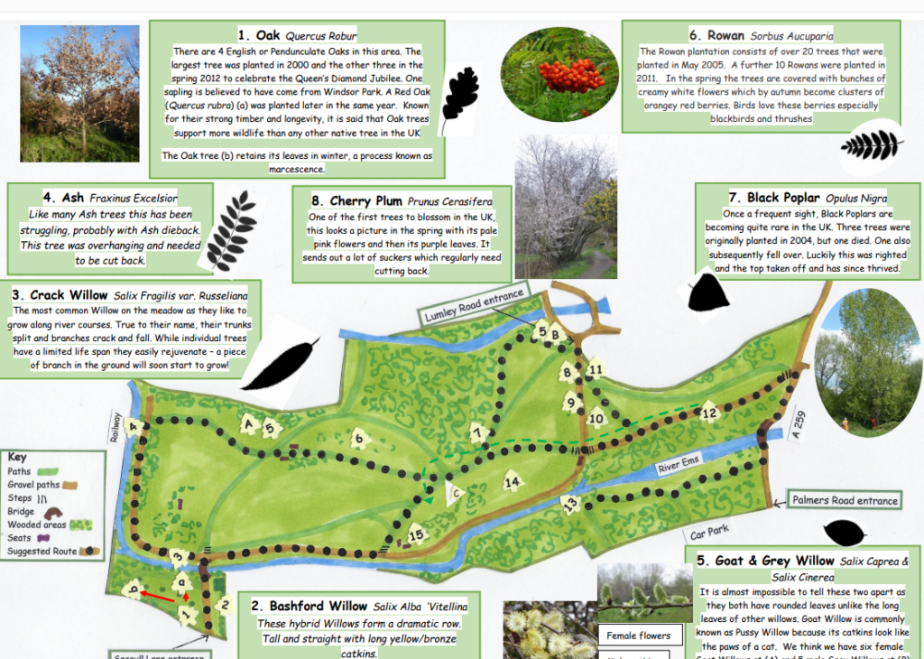 tree trail